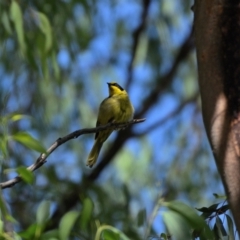 Lichenostomus melanops (Yellow-tufted Honeyeater) at Wollondilly Local Government Area - 5 Mar 2024 by Freebird