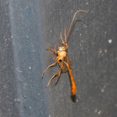 Ichneumonidae (family) (Unidentified ichneumon wasp) at Higgins, ACT - 7 Mar 2024 by AlisonMilton