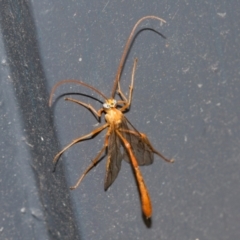 Ichneumonidae (family) at Higgins, ACT - 7 Mar 2024 07:05 AM