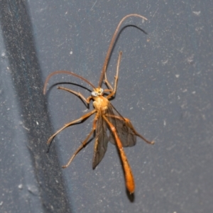 Ichneumonidae (family) at Higgins, ACT - 7 Mar 2024