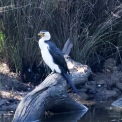 Microcarbo melanoleucos (Little Pied Cormorant) at Dickson Wetland - 6 Mar 2024 by AlisonMilton