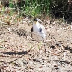 Vanellus miles (Masked Lapwing) at Dickson Wetland Corridor - 7 Mar 2024 by AlisonMilton