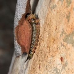 Lophyrotoma interrupta (Cattle Poisoning Sawfly) at Dickson Wetland Corridor - 7 Mar 2024 by AlisonMilton