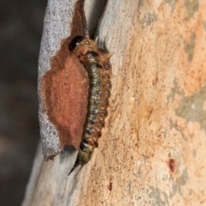 Lophyrotoma interrupta at Dickson Wetland Corridor - 7 Mar 2024 08:24 AM