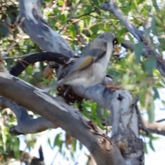 Manorina melanocephala (Noisy Miner) at Mount Ainslie - 8 Mar 2024 by JimL