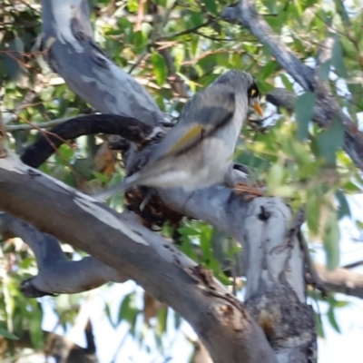 Manorina melanocephala (Noisy Miner) at Campbell Park Woodland - 8 Mar 2024 by JimL