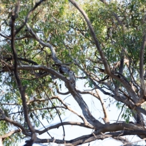 Manorina melanocephala at Campbell Park Woodland - 8 Mar 2024