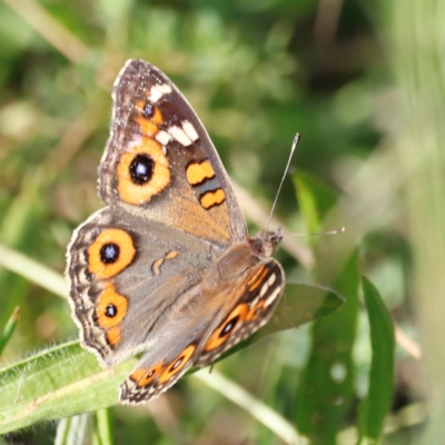 Junonia villida (Meadow Argus) at Mount Ainslie - 8 Mar 2024 by JimL