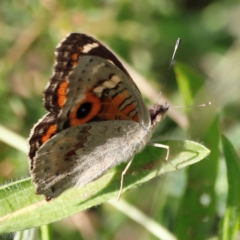 Junonia villida at Campbell Park Woodland - 8 Mar 2024 05:12 PM