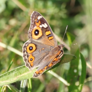 Junonia villida at Campbell Park Woodland - 8 Mar 2024