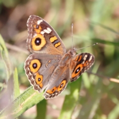 Junonia villida at Campbell Park Woodland - 8 Mar 2024