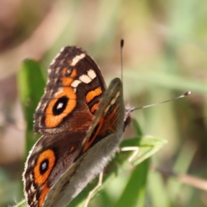 Junonia villida at Campbell Park Woodland - 8 Mar 2024