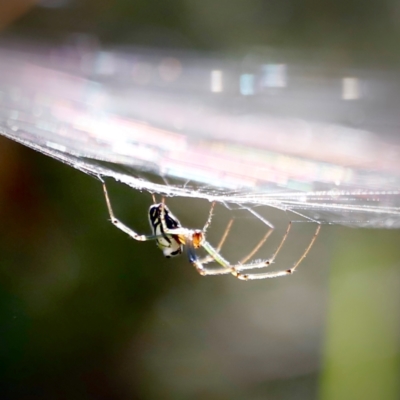 Unidentified Orb-weaving spider (several families) at Campbell Park Woodland - 8 Mar 2024 by JimL