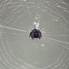 Austracantha minax (Christmas Spider, Jewel Spider) at Campbell Park Woodland - 8 Mar 2024 by JimL