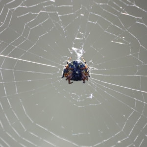 Austracantha minax at Campbell Park Woodland - 8 Mar 2024