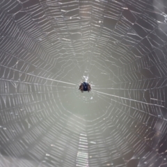 Austracantha minax at Campbell Park Woodland - 8 Mar 2024