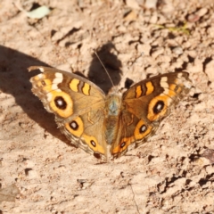 Junonia villida (Meadow Argus) at Pialligo, ACT - 8 Mar 2024 by JimL