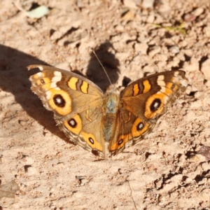 Junonia villida at Campbell Park Woodland - 8 Mar 2024 05:34 PM