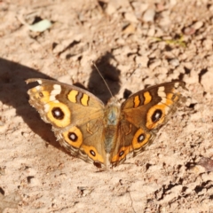 Junonia villida at Campbell Park Woodland - 8 Mar 2024 05:34 PM