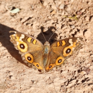 Junonia villida at Campbell Park Woodland - 8 Mar 2024 05:34 PM