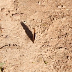 Junonia villida at Campbell Park Woodland - 8 Mar 2024 05:34 PM