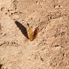 Junonia villida at Campbell Park Woodland - 8 Mar 2024