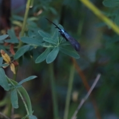 Pollanisus (genus) (A Forester Moth) at Mount Ainslie - 8 Mar 2024 by JimL