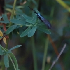 Pollanisus (genus) at Mount Ainslie - 8 Mar 2024 05:43 PM