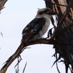 Dacelo novaeguineae (Laughing Kookaburra) at Pialligo, ACT - 8 Mar 2024 by JimL