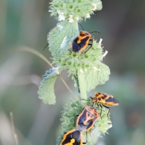 Agonoscelis rutila at Pialligo, ACT - 8 Mar 2024