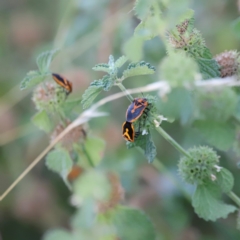 Agonoscelis rutila at Pialligo, ACT - 8 Mar 2024