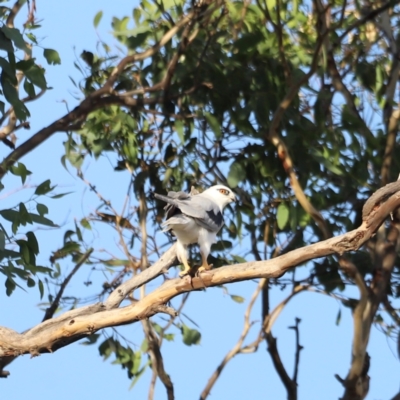 Elanus axillaris (Black-shouldered Kite) at Pialligo, ACT - 8 Mar 2024 by JimL