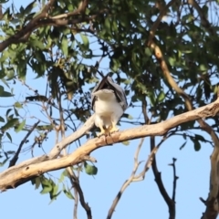 Elanus axillaris at Campbell Park Woodland - 8 Mar 2024