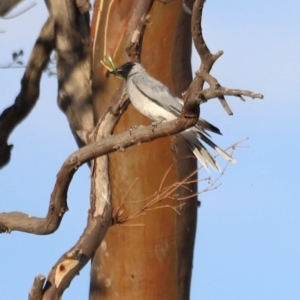 Coracina novaehollandiae at Campbell Park Woodland - 8 Mar 2024