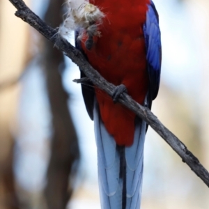 Platycercus elegans at Campbell Park Woodland - 8 Mar 2024