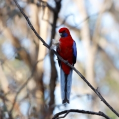 Platycercus elegans at Campbell Park Woodland - 8 Mar 2024