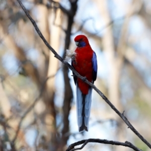 Platycercus elegans at Campbell Park Woodland - 8 Mar 2024 06:31 PM