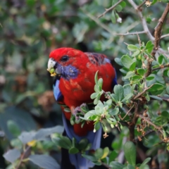 Platycercus elegans at Campbell Park Woodland - 8 Mar 2024 06:31 PM