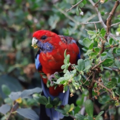 Platycercus elegans at Campbell Park Woodland - 8 Mar 2024