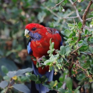 Platycercus elegans at Campbell Park Woodland - 8 Mar 2024