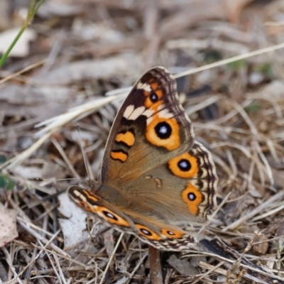 Junonia villida (Meadow Argus) at Campbell Park Woodland - 8 Mar 2024 by JimL