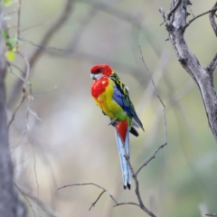 Platycercus eximius (Eastern Rosella) at Pialligo, ACT - 8 Mar 2024 by JimL