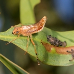 Pseudoperga sp. (genus) (Sawfly, Spitfire) at Dickson Wetland Corridor - 6 Mar 2024 by AlisonMilton