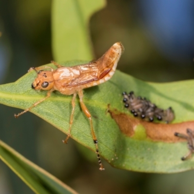 Pseudoperga lewisii (A Sawfly) at Dickson Wetland Corridor - 6 Mar 2024 by AlisonMilton