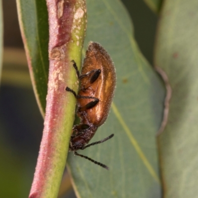 Ecnolagria grandis (Honeybrown beetle) at Dickson, ACT - 6 Mar 2024 by AlisonMilton