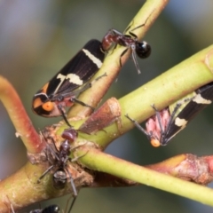 Eurymeloides pulchra (Gumtree hopper) at Dickson, ACT - 7 Mar 2024 by AlisonMilton