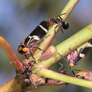 Eurymeloides pulchra at Dickson Wetland Corridor - 7 Mar 2024