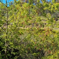 Acer negundo (Box Elder) at Mount Mugga Mugga - 4 Mar 2024 by Mike