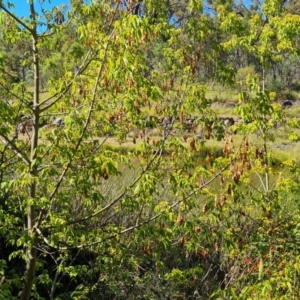 Acer negundo at Mount Mugga Mugga - 4 Mar 2024