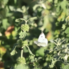 Pieris rapae (Cabbage White) at Pialligo, ACT - 8 Mar 2024 by JimL